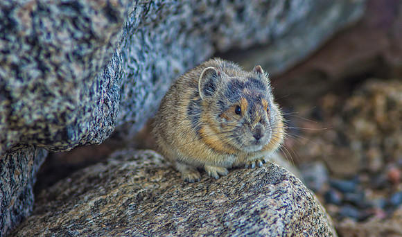 Pika-7532-1