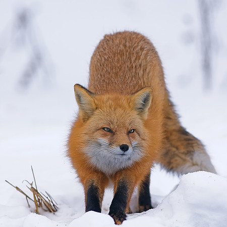 Fox-7609