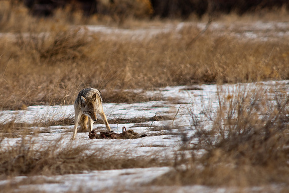 Coyote-9531.jpg