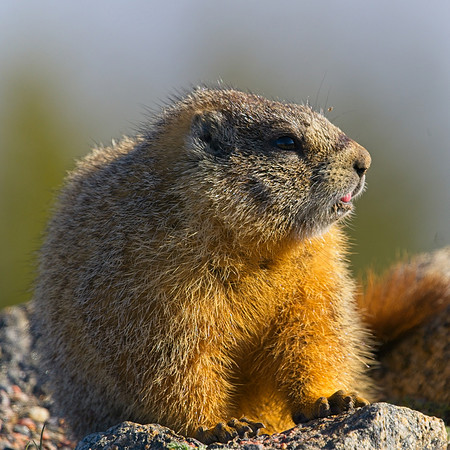 Mt Evans 6-11 (636)