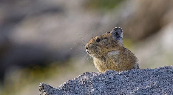 Pika-Nacho-2