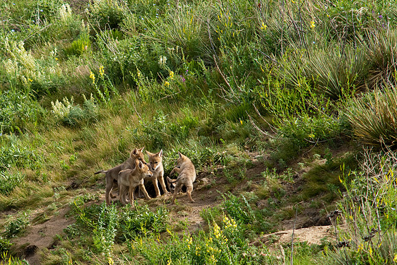 Coyote Pups-9239