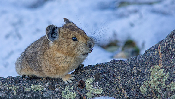 Pika in the Snow-0509-1