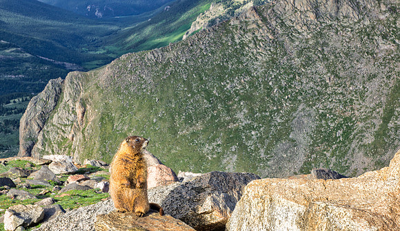 WAW-Marmot-9717-1
