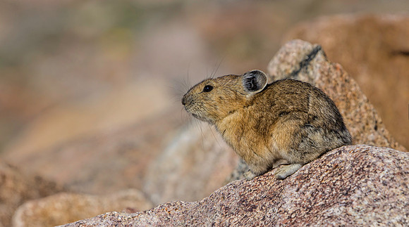 Pika-1991-1