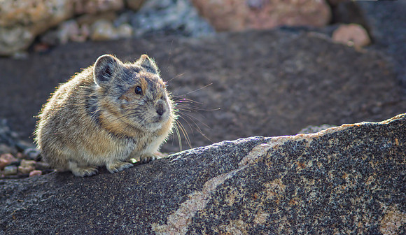 Pika-7556-1