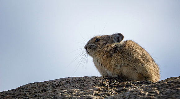 Pika-7489-1