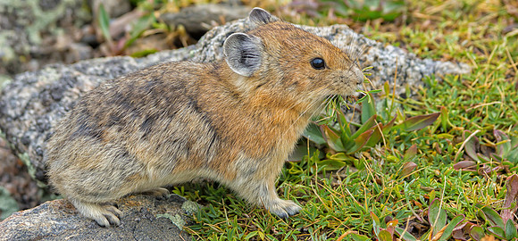 Pika Gathering-5535-1