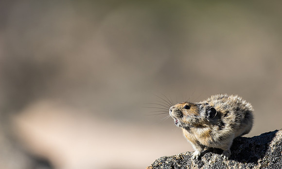 Pika Barking-03695