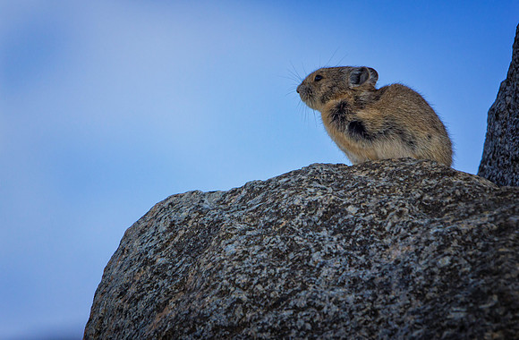Pika-8572-1