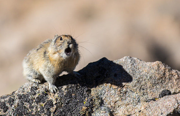 Pika Barking-03752