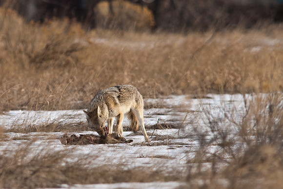 Coyote-9663.jpg