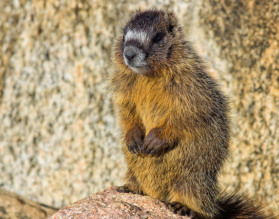 Marmot Baby-Standing-0216-1