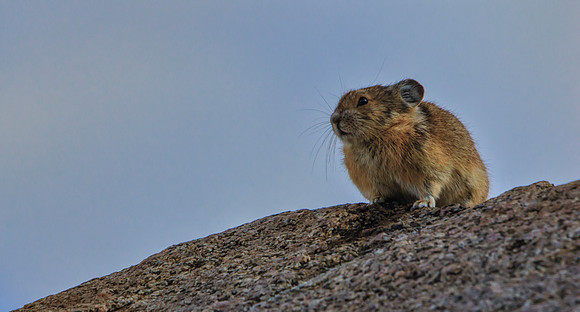 Pika-7472-1