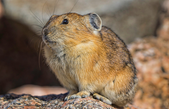 Pika-1697-1