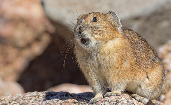 Pika-2005-1