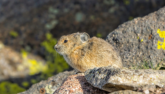 Pika-7732-1