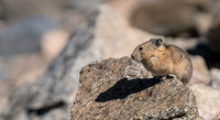 Pika-04336