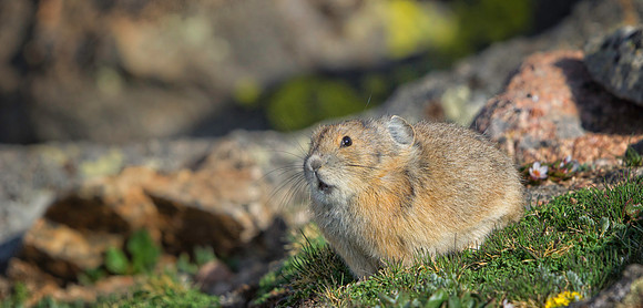 Pika-7763-1