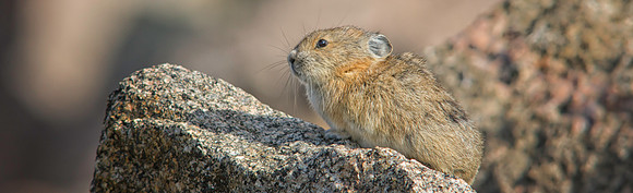 Pika Pano-9528-1