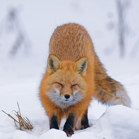 Fox-7604