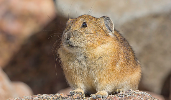 Pika-1802-1