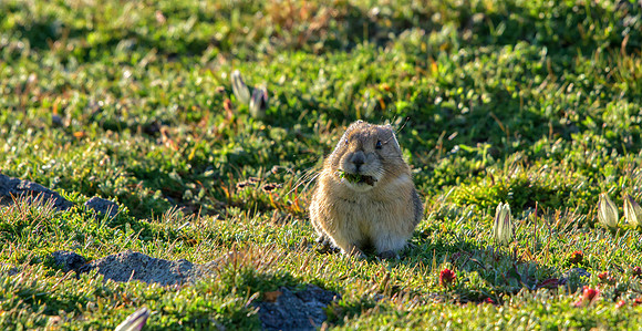 Pika Gathering-0921-1