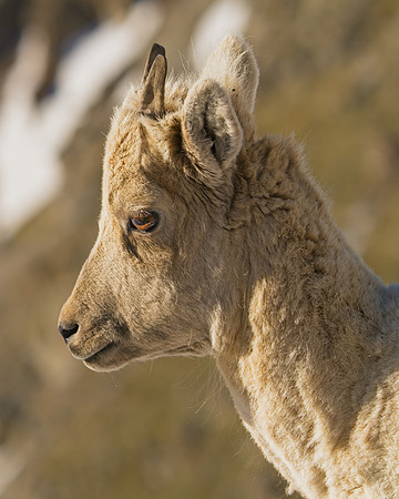 Mt Evans 6-11 (342)