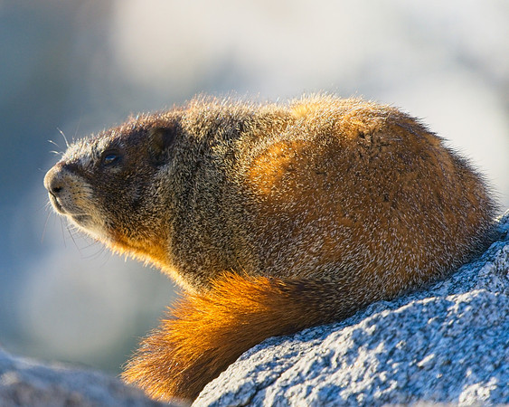 Mt Evans 6-11 (1)