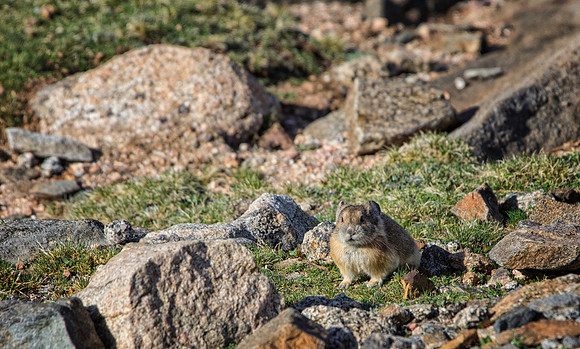 Pika-5688-1