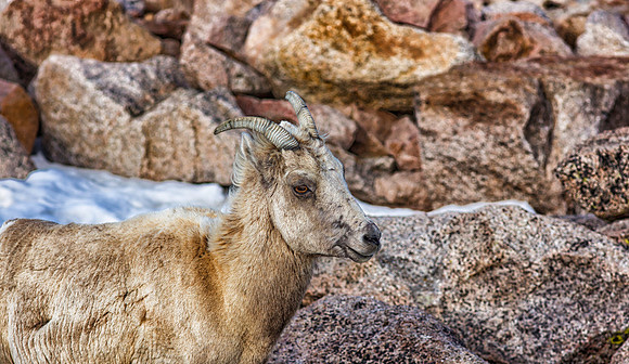 Big Horn Ewe-5463-1