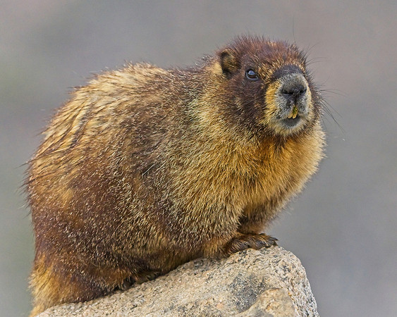 Mt Evans 8-21 (259)