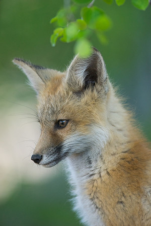 Fox Kit-00951