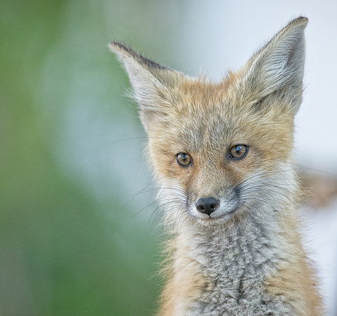 Fox Kit-01454