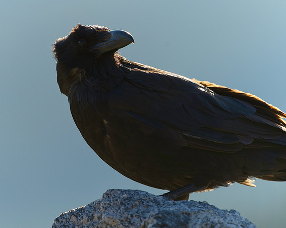 MT EVANS 7-9 (13)