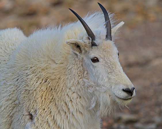 MT EVANS 7-4 (164)