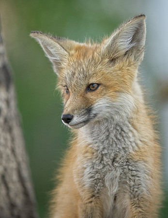 Fox Kit-01896