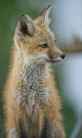 Fox Kit-01818