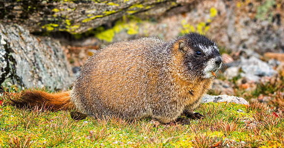 Baby Marmot-9174-