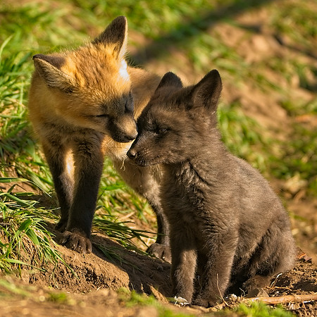 Fox Kit-7489_Export