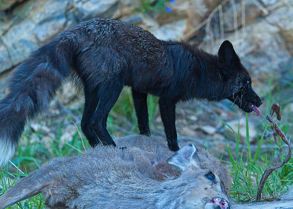MT EVANS 7-2 (11)