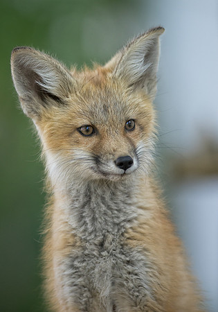 Fox Kit-01687