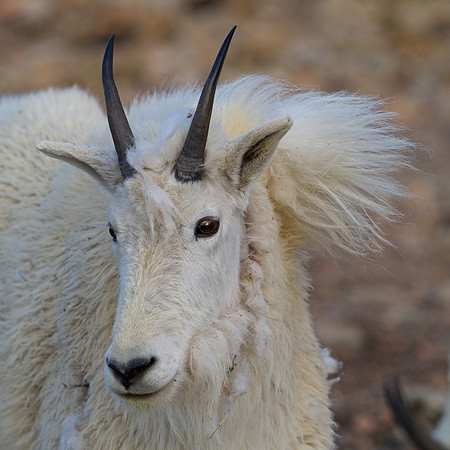 MT EVANS 7-4 (174)
