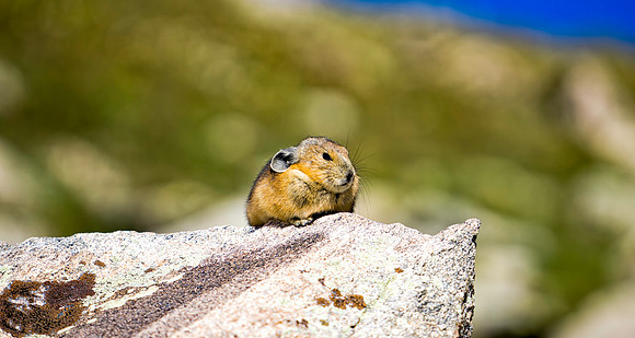Pika-9130-1