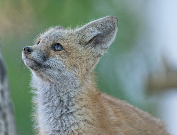Fox Kit-00669