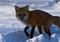 Red Fox in Snow