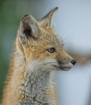 Fox Kit-01766