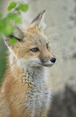 Fox Kit-01620
