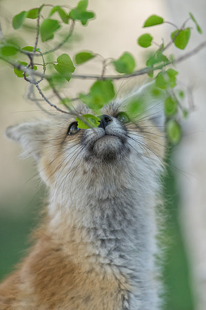 Fox Kit-01384