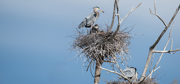 GBH-06067